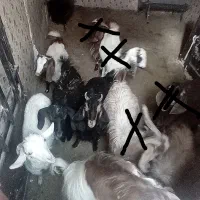 بزغاله دورگه