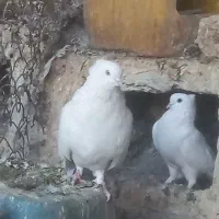 سفیدنقش چش سفید