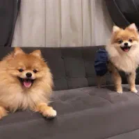 سگ های سایز صفر و ریز ریز