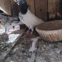 کفترتیدی اصلی|پرنده|قم, الوندیه و گذر صادق|دیوار