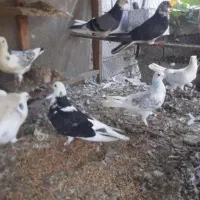 کبوتر پرشی غریبگیری|پرنده|قائمشهر, |دیوار