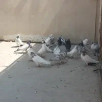 کبوترپرشی|پرنده|کاشان, سرفره و صدره|دیوار