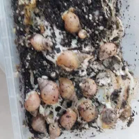 جوجه حلزون برای کار در منزل