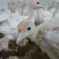 بوقلمون بیوتی