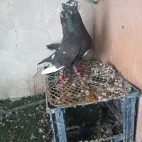 نر دم تریاکی|پرنده|شوش, |دیوار