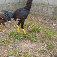 خروس لاری|حیوانات مزرعه|رشت, گیل|دیوار