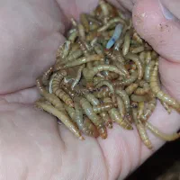 میلورم زنده صادراتی درجه یک|خزنده|بجنورد, |دیوار