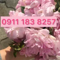 0911 183 8257