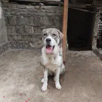 سلام سگ ازنژادپدرسرابی مادر پژدر