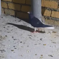 چپ سیاه،جوجه ۶ پره