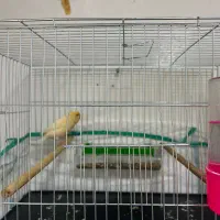 قناری ماده اماده