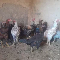 هشت عدد مرغ لاری و چهارعددجوجه خروس لاری|حیوانات مزرعه|جوادآباد, |دیوار