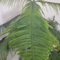 گل وگیاه طبیعی کاج مطبق|گل و گیاه طبیعی|گلستان (تهران), |دیوار