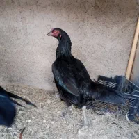 مرغ ماده سیاه ماکیان خروس سیاه جفت