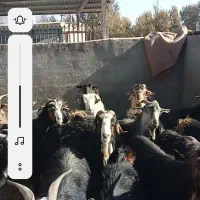 بز آبستن و رومایه