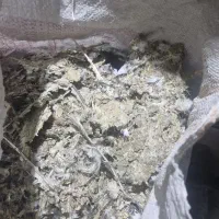 فروش کود کبوتر