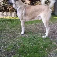 سگ سرابی|سگ|تهران, تهرانپارس شرقی|دیوار