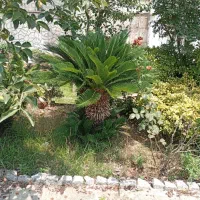 سیکاس ۲۰ ساله پر برگ سالم