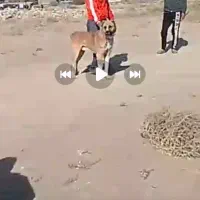 سگ سرابی|سگ|ملایر, |دیوار