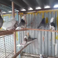 کفتر ۴۰ عدد|پرنده|تهران, میدان میوه و ترهبار مرکزی|دیوار