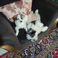 توله فانتزی