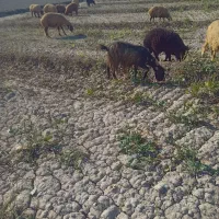 ۵عدد بز نر ۴عددبز ماده|حیوانات مزرعه|باوی, |دیوار