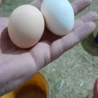 تخم مرغ محلی