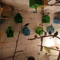 فنچ،فنچ‌زبرا،لپ‌سیاه
