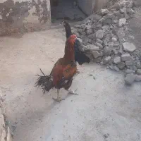 مرغ وخروس لاری|حیوانات مزرعه|آزادشهر, |دیوار
