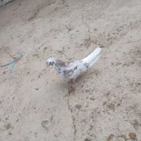 کبوتر|پرنده|اهواز, زرگان|دیوار