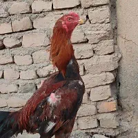 خروس لاری|حیوانات مزرعه|تربت جام, بسیجیان|دیوار