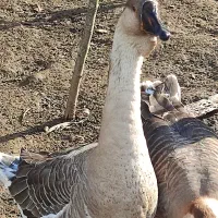 غوغاز غاز محلی|حیوانات مزرعه|رشت, آتشگاه|دیوار