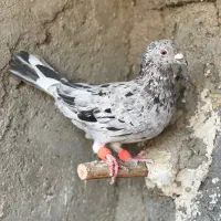 سار شکلاتی.