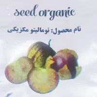 معجزه ای در کاشت گوجه|عمده‌فروشی|شیراز, کوی زهرا|دیوار