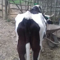 گاو چالوسی شکمدار