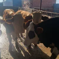 خرید و فروش انواع گوساله