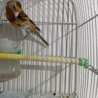 سهره قناری سرخ مسته مست