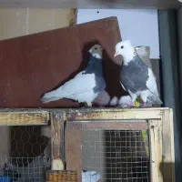 کبوتر رنگی|پرنده|تهران, هاشمی|دیوار