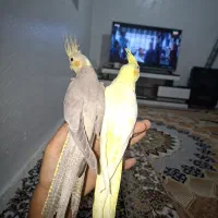 عروس هلندی