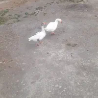 غاز|حیوانات مزرعه|چاه مرید, |دیوار