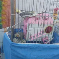 جفت طوطی عروس مولد|پرنده|بهبهان, |دیوار