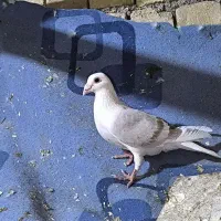 گراف خط زرد