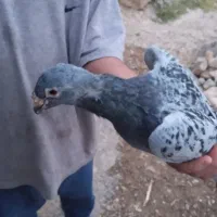 سلام قوره و چاپی