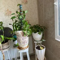 گل آپارتمانی همراه گلدون و پایه|گل و گیاه طبیعی|کرج, گوهردشت|دیوار