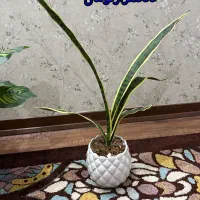 گل های درجه یک مصنوعی همراه با گلدان|گل مصنوعی|اهواز, کوی باهنر|دیوار