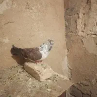 1عدد سوکی خوشتیپ