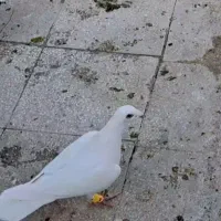 گم شده|حیوانات|سبزوار, هویزه|دیوار