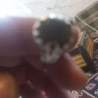 مهره تیربند بشرط اصل