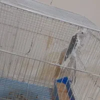 جفت البینو مولد