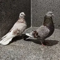 کبوتر شازده و سرور